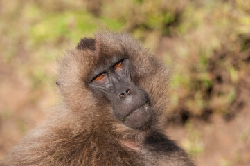 Gelada baboon (Theropithecus Gelada), Simien mountains national park, Amhara region, North Ethiopia
