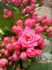 Obraz premium bouquet of pink roses