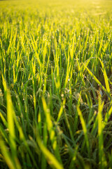 朝露に濡れる稲穂