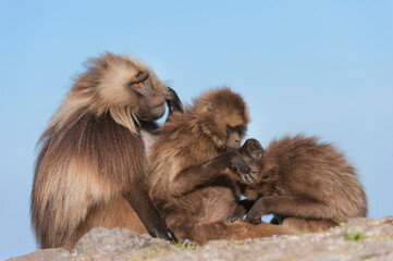 Gelada baboons (Theropithecus Gelada) grooming each other, Simien mountains national park, Amhara region, North Ethiopia