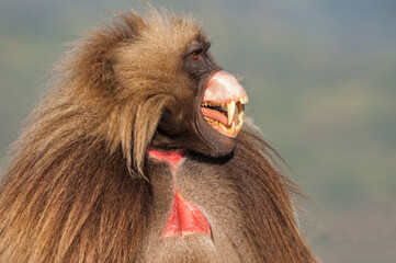Gelada baboon (Theropithecus Gelada), Simien mountains national park, Amhara region, North Ethiopia