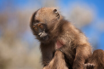 Baby Gelada baboon (Theropithecus Gelada), Simien mountains national park, Amhara region, North Ethiopia