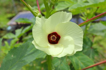 Big Closeup Flower of okra in the planting field
