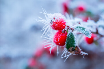 Frozen nature with red berries. Winter background.