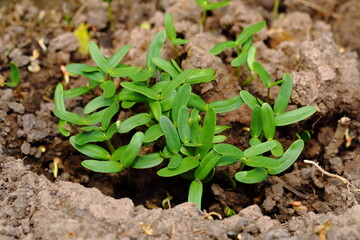 A sapling of a tree growing in a plot