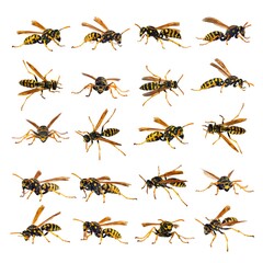 European wasp German wasp or German yellow jacket