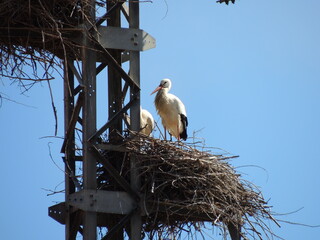 Cig&uuml;e&ntilde;a en nido
