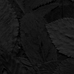 Dark leaves background. Natural black organic texture.