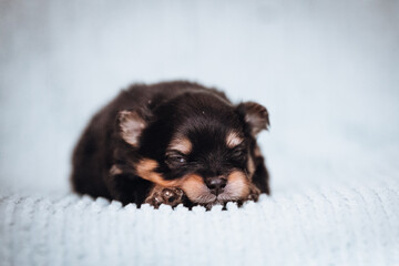 Pomeranian baby posing. Small pomeranian puppy.