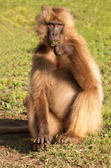 Gelada baboon (Theropithecus Gelada), Simien mountains national park, Amhara region, North Ethiopia