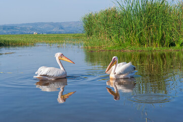White pelicans (Pelecanus onocrotalus), Awasa harbor, Ethiopia