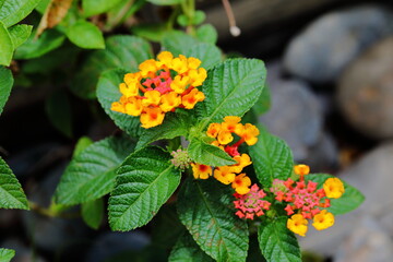 Closeup Colorful Lantana camara flowers in garden