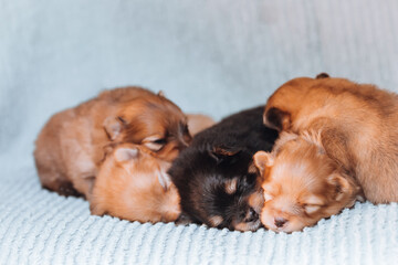 Pomeranian baby posing. Small pomeranian puppy.	
