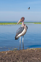 Marabou Stork (Leptoptilos crumeniferus), Awasa harbor, Ethiopia