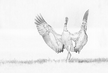 Common crane (Grus grus) - sketch