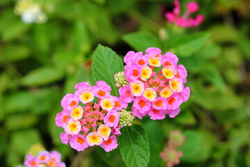 Closeup Colorful Lantana camara flowers in garden