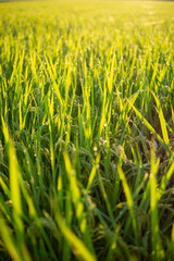 朝露に濡れる稲穂