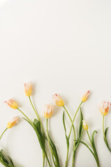 Yellow tulips flowers on white background. Festive holiday celebration floral concept