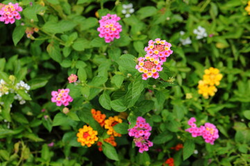 Colorful Lantana camara flowers in garden