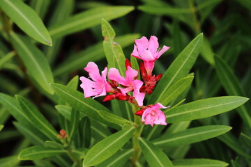 Closeup Pink Nerium Oleander flower in garden