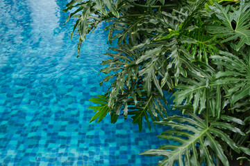 Tropical green leaf Monstera deliciosa, the split-leaf philodendron palm on swimming pool water...