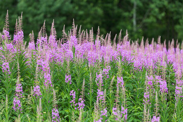 Obraz premium flowering plants Ivan-tea in the wild