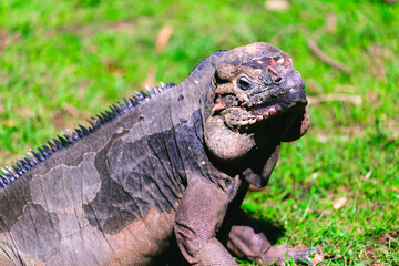 iguana in the grass