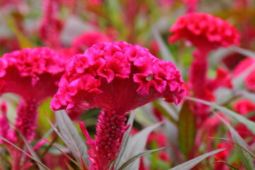 Closeup Cockscomb flower in garden