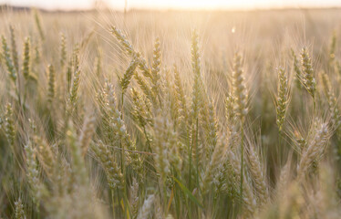 Fototapeta premium Ears of rye in the field before harvesting