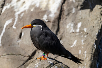 inca tern side view