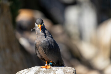 inca tern staring at camera