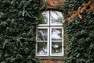Closeup of an ivy covered window
