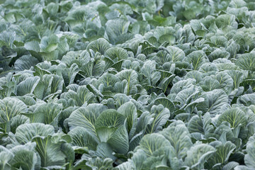 cabbage Harvest in the field. Agricultural industry.
