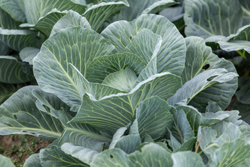 cabbage Harvest in the field. Agricultural industry.