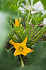 Large yellow flower growing zucchini in the garden bed - gardening and harvest
