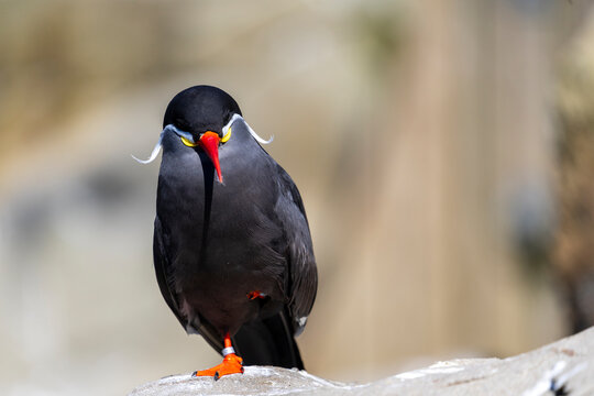 inca tern looking at camera