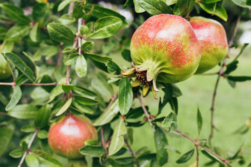 Harvest large pomegranates on a tree branch in the garden - amateur farm - pomegranate juice