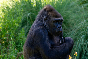 gorilla sitting down