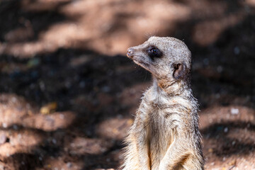 Fototapeta premium meerkat on the lookout
