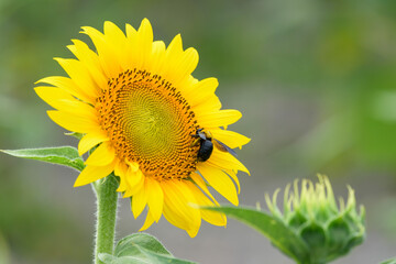 Sunflower blossom and carpenter bee