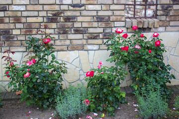 Fototapeta na wymiar flowerbed in the garden - roses and lavender flowers