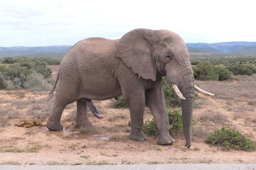 Fototapeta na wymiar Afrikanischer Elefant, Loxodonta africana, im Addo-Nationalpark, Südafrika