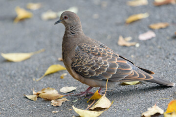 Oriental turtle dove on the asphalt