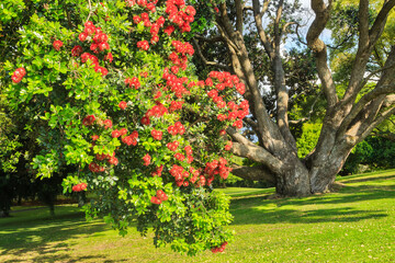 New Zealand pohutukawa tree with red summer blossoms