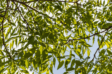 Bright beautiful green young Phellodendron amurense or Sakhalin Cork Tree leaves is in the park in summer on the blue sky background