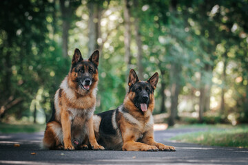German shepherd dog posing outside. Happy and healthy dogs together. Two dogs outside.