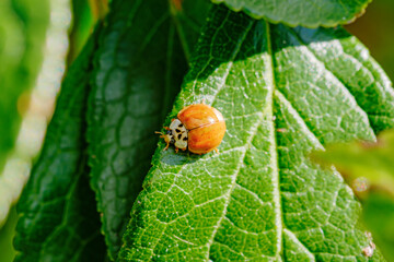 ladybug on a green leaf macro