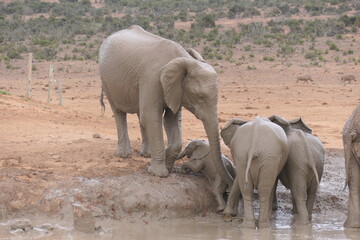 Afrikanischer Elefant, Loxodonta africana, im Addo-Nationalpark, Südafrika