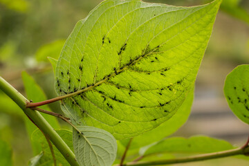 ants breed aphids on the leaves of a Bush