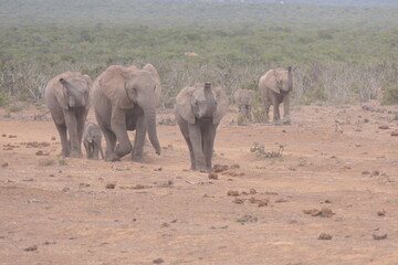 Afrikanischer Elefant, Loxodonta africana, im Addo-Nationalpark, Südafrika